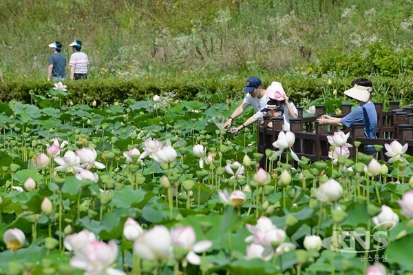 ‘제4회 조치원 연꽃축제’가 6일 조천 연꽃공원 일원에서 열린다. (사진 제공=세종시)