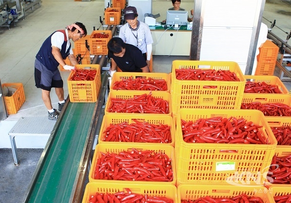 영양고추유통공사는 9월 30일까지 2019년산 홍고추 수매를 실시한다. [사진=영양군]