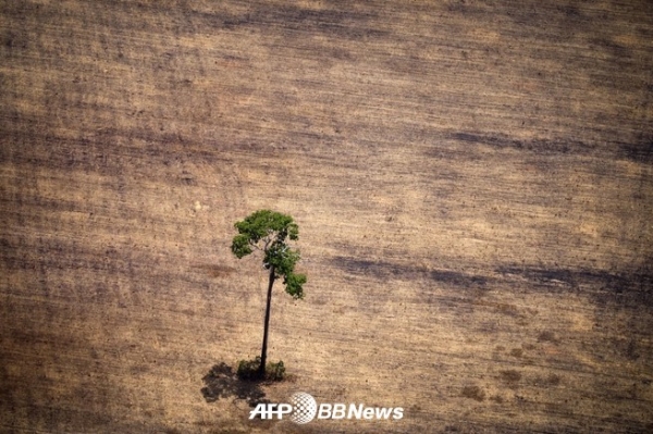 브라질 아마존 열대 우림에서 삼림 벌채가 진행된 지역의 모습 ⓒAFPBBNews