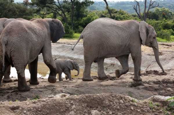 2017년 7월 12일 멕시코 푸에블라에 있는 아프리카 사파리 동물원에 있는 멸종 위기의 아프리카 코끼리 종의 새끼 코끼리 ⓒAFPBBNews