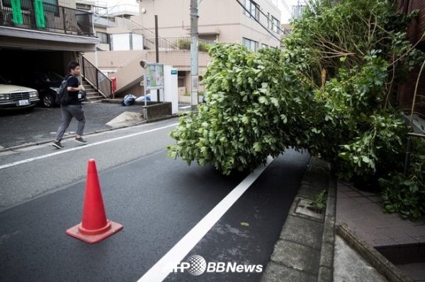 도쿄에서 태풍 15호에 의해 부러진 나무 ⓒAFPBBNews