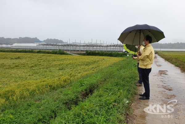 7일 태풍 ‘하이선’으로 인한 농업피해 현장을 점검하고 있는 이열호 청원구청장 [사진=청원구청]
