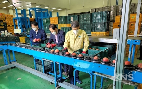경북농협 김춘안 본부장(오른쪽 첫 번째)이 사과선별작업을 하고 있다. [사진=경북농협]