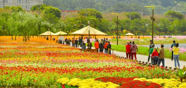 황룡강 가을꽃 축제 / 장성군 제공