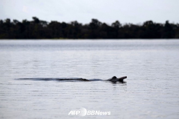브라질 아마나 호수에 살고 있는 투쿠시 강돌고래의 모습. 2018.06.29 ⓒAFPBBNews