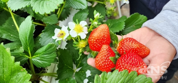 딸기 수확 현장(사진=진천군)