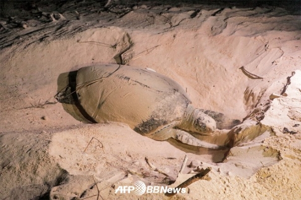2023년 6월 10일, 예멘 마흐라주의 한 해변에서 거북이가 알을 낳고 있다. ⓒAFPBBNews 